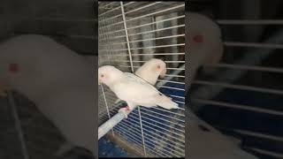 Albino 2 Male For Sale 6 Month Age With Dna