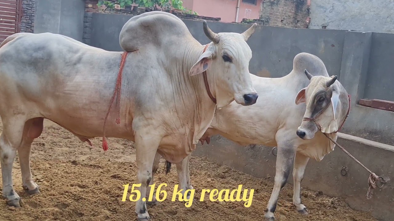 COVERED BY RUDRANATH 👍👍👍AHLAWAT DAIRY FARM 🙏🙏🙏