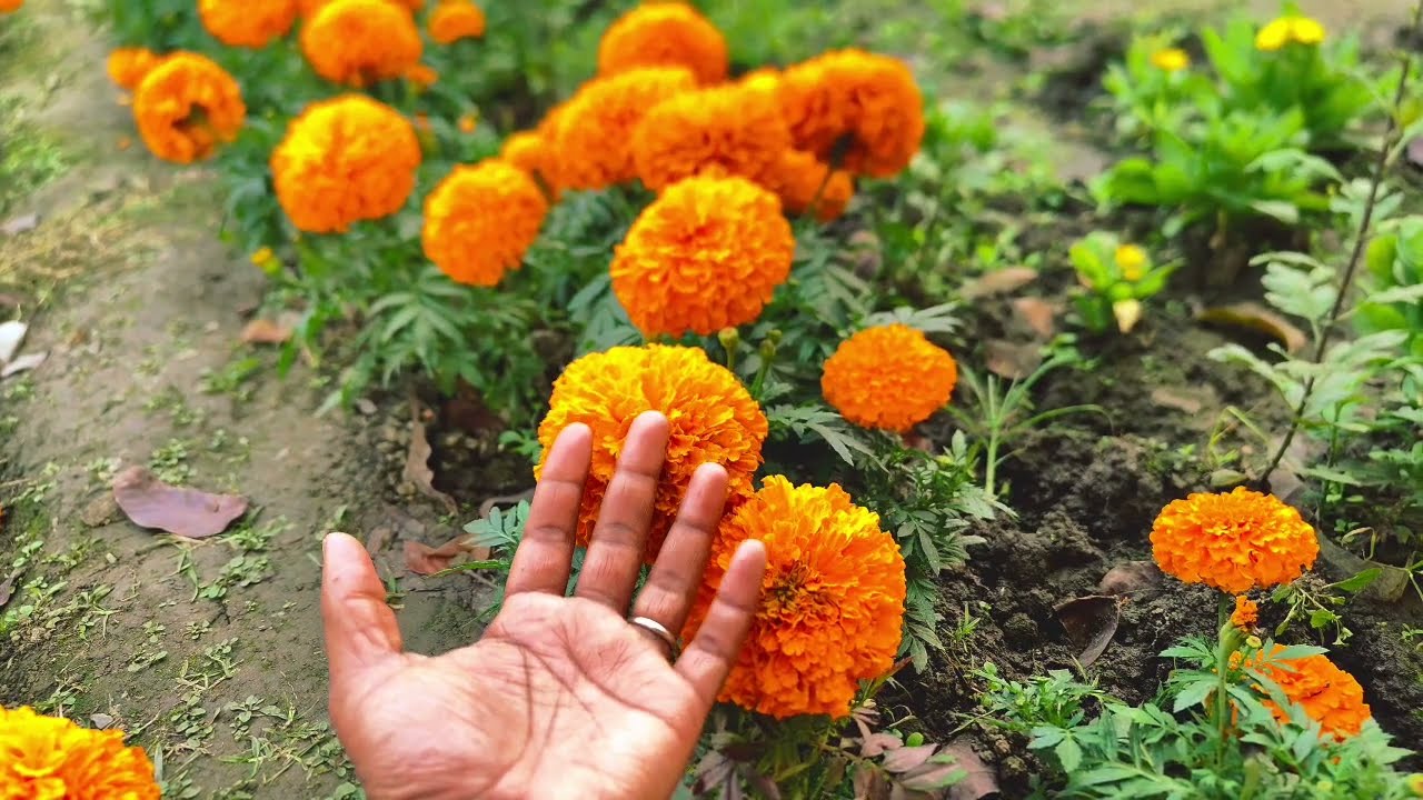 বন্ধুর বড় বোন যখন সিনিয়র বউ|| সকল পর্ব||Romantic Love Story||Voice: Ashik+Priyanka| story garden