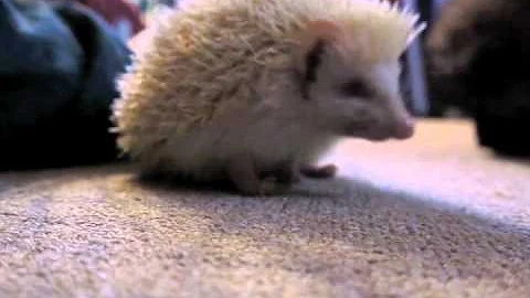 Sylvia the albino hedgehog eats crickets and play ...