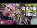 Year-Round Cannabis Cultivation: How to Grow Marijuana in Tunnels for South African Growers