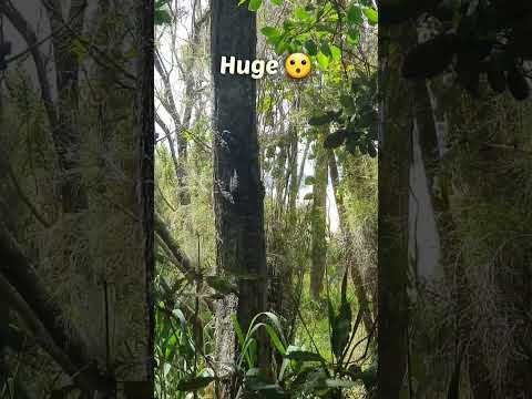 Australian Goanna (Iguana)🦎😎Huge 🦎