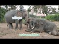ช้างแฝดมามอบความรักที่มีต่อแม่เห็นแล้วประทับใจมาก