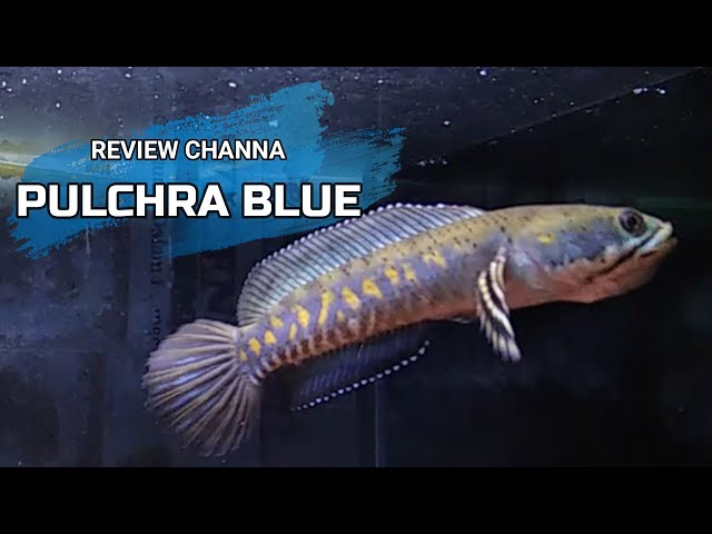Review of the beauty of the blue channa pulchra fish from the country of Myanmar class=