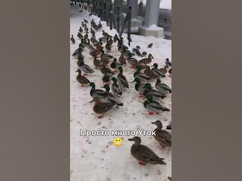 Просто много Уток #утки #виталийбугров #shortvideo #shorts #клин # ...