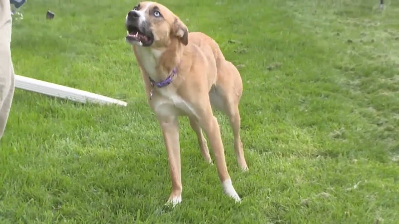 Couple shocked after their dog is shot by a BB gun in their backyard ...
