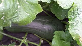 видео: Обзор сортов тыкв. Пространственная изоляция, переопыление. 27июля 2021г. картинка: Обзор сортов тыкв. Пространственная изоляция, переопыление. 27июля 2021г.