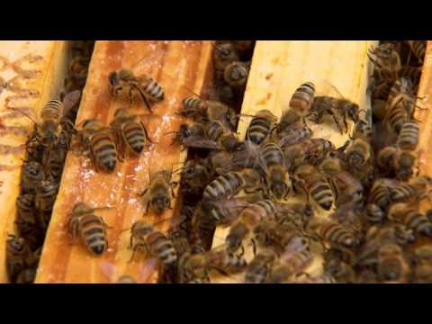 Video: Kur ziņot par bišu fronti?