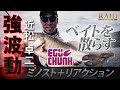 強波動　EGUCHUNK!!　ベイトを散らしてスイッチを入れる！？【琵琶湖】