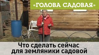 Голова садовая - Что сделать сейчас для земляники садовой