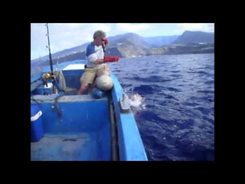 Video: Sixgill-haai: leefgebied, uiterlijk, gevaar voor mensen