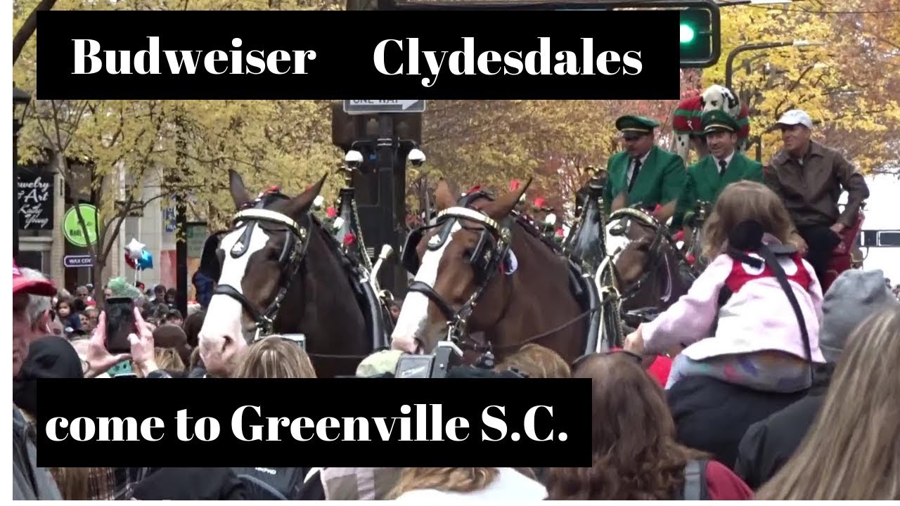 The Budweiser Clydesdales in Downtown Greenville YouTube