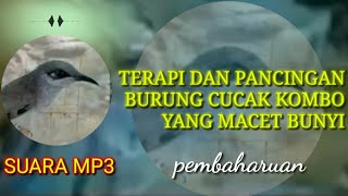 terapi dan pancingan cucak kombo macet bunyi cocok untuk masteran