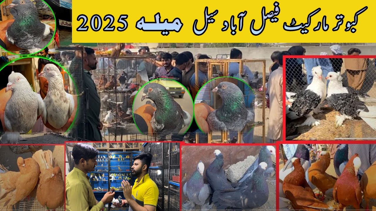 Pigeons market Big sale offers | Birds and Pigeons Market Faisalabad