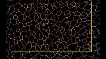 Cellpose GPU installation for QuPath and Fiji