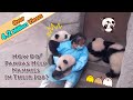 【Panda Theme】How Do Pandas Help Nannies In Their Jobs? | iPanda