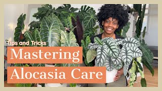 Mastering Alocasia Care  Tips and Tricks