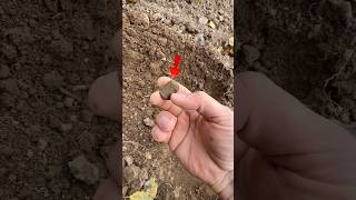 Интересная находка!  #золото #metaldetecting #shortvideo #коп #поиск #metaldetector #клад  #shorts
