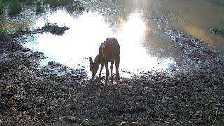 Passeggiando nel bosco di fine estate 🦌