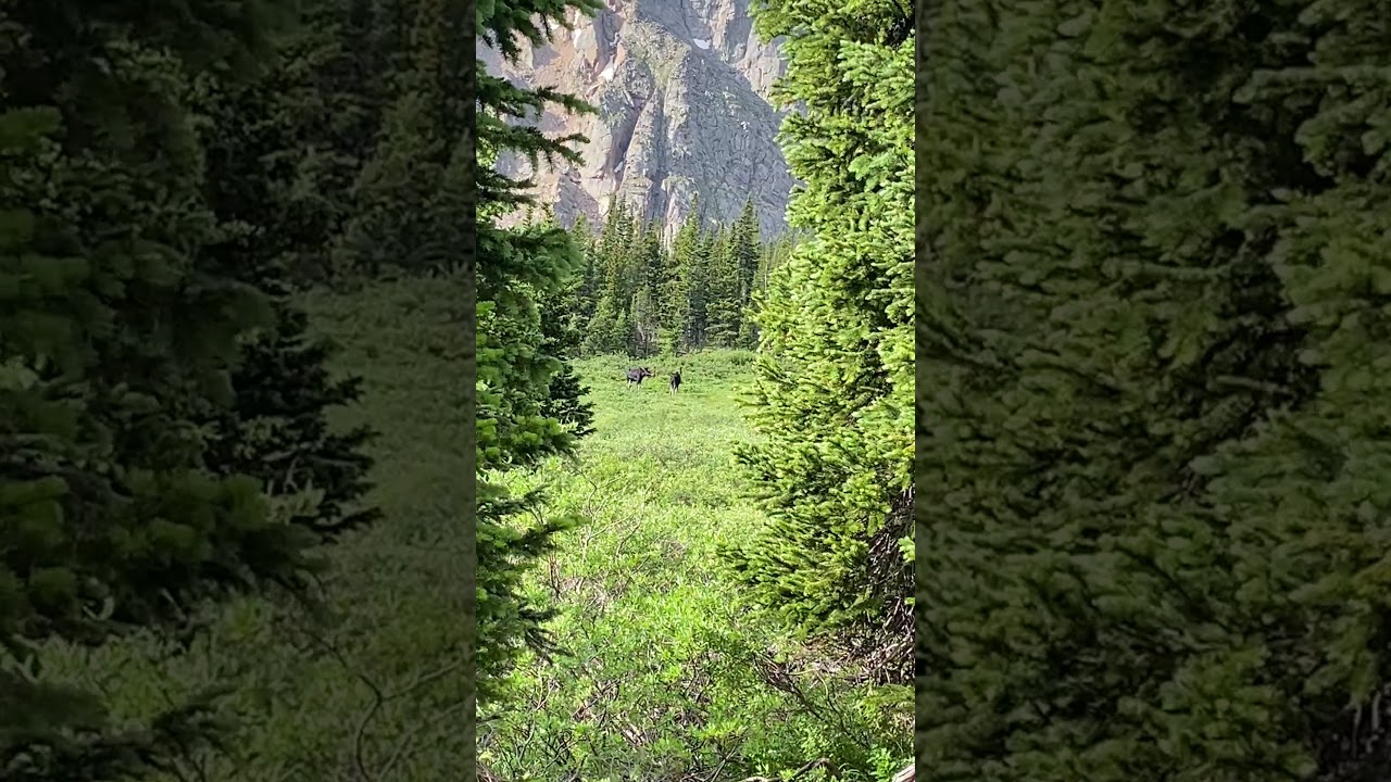 2 Bull Moose Squaring Off in a Meadow. Near Jasper Lake, Devils Thumb Trail, CO.