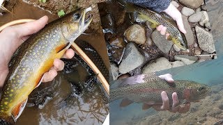 Pennsylvania Trout Triple Crown: Three Species, One Creek