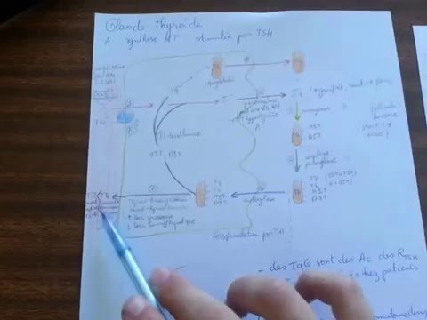 Vidéo: Hormones Thyroïdiennes: Ce Qu'elles Sont, Leurs Fonctions