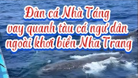 Ngư dân kể về đàn cá nhà táng vây quanh thuyền hơn 1 tiếng trên biển