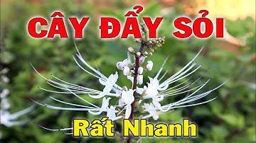 Râu mèo, cây giúp sỏi sẽ chui ra ào ào, không cần tốn 1 đồng mua thuốc | THAODUOC.NET