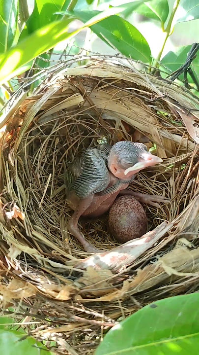 BURUNG KARUANG #shorts #nature #indonesia #trending #birds #bird #burung #burungliar #garden #kebun