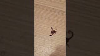 Evde Dev Akrep Buldum