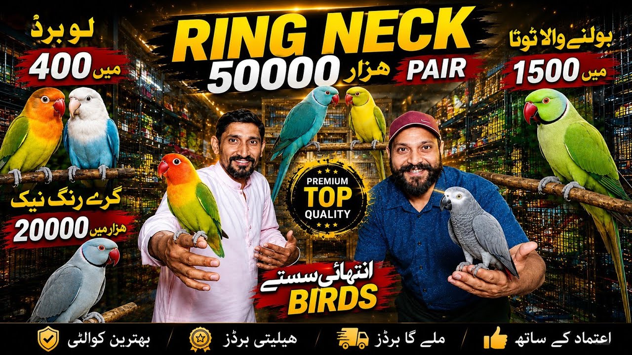 کیا آپ سستے پرندے لینا چاہتے ہیں ایک بار ہماری ویڈیو ضرور دیکھیں عدیل بھائی کی بڑی افر