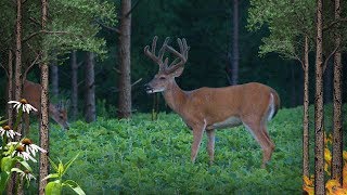 Over 40 Things to Do to Get Better Deer Hunting In Pines (#503)