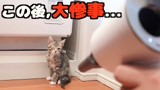 保護した野良猫をドライヤーしたら放送事故レベルの大惨事に...