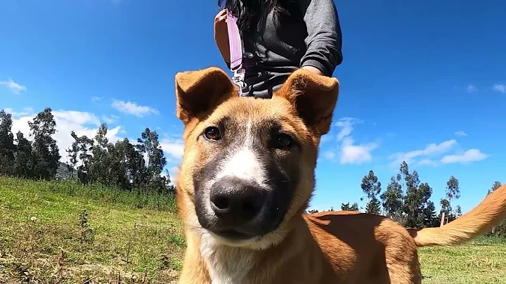 Bienvenidos a nuestra Escuela Canina - Concenos un...