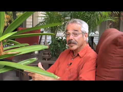 Paul James' GGTV - Mulching Your Container Plants ...
