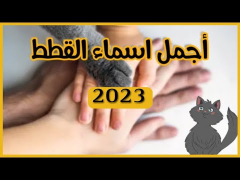 فيديو: كيفية اختيار اسم قطة