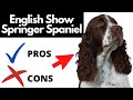 English Show Springer Spaniel Pros And Cons | The Good AND The Bad!! の動画、YouTube動画。