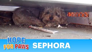 Tiny Yorkie almost gets crushed by propane tanks! NEW Hope For Paws rescue video! #story