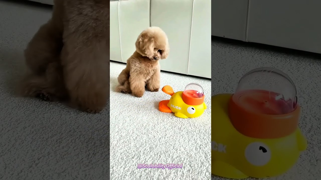 Dog Pushes Button For Treats Then This Happens 