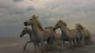 Amazing Wild Horses running • The real meaning of FREEDOM