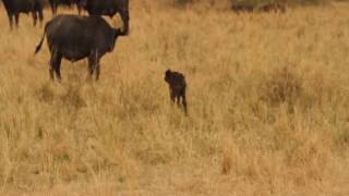 buffalo calf started finaly to walk to it's mom and the over 1000 hers