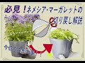 【園芸】必見!!春に向けたネメシア・マーガレットの切り戻し 解説