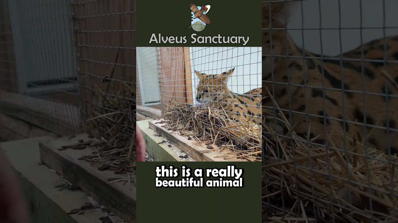 Zelina Vega Learns About Servals  #mayahiga #alveussanctuary#zelinavega