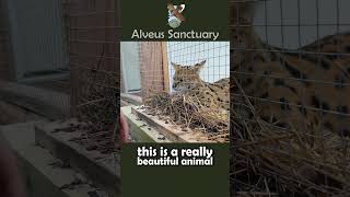 Zelina Vega Learns About Servals #mayahiga #alveussanctuary#zelinavega