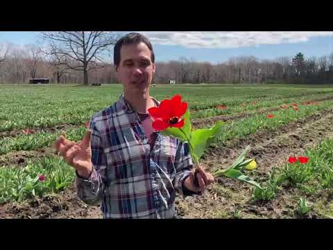 Видео: Алтанзул цэцэг яагаад нээгдэж хаагддаг вэ?