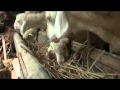 Kambing Makan Fermentasi Jerami