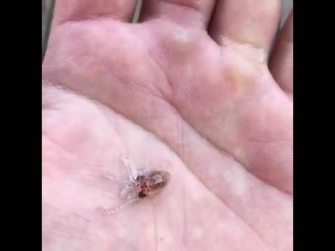 Little Cute Baby Octopus Youtube Little Cute Baby Octopus Youtube