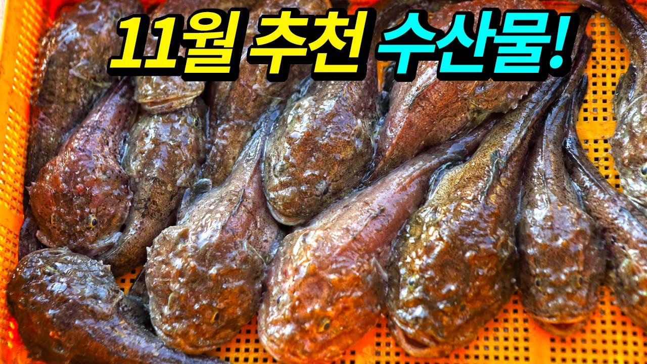 11월에 꼭 먹어봐야 할 수산물을 추천합니다!