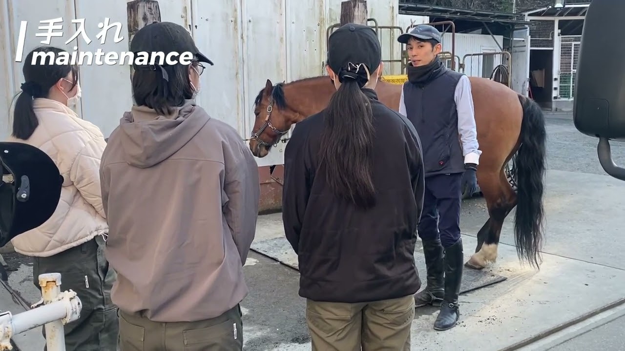 【とある日の生徒の一日】馬の実習・授業