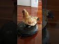 Chicken Goes For Ride On Robot Vacuum